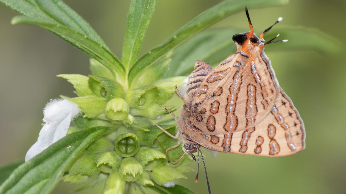 Monsoon butterfly survey in Mudumalai Tiger Reserve records 185 species